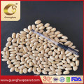 EU Quality Blanched Peanut Kernels 2021 New Crop